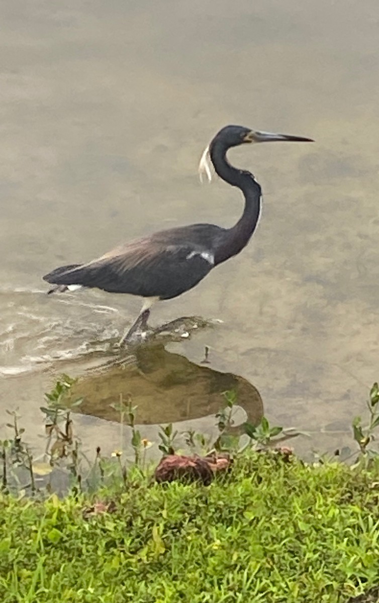 Tricolored Heron - Matthew Rees