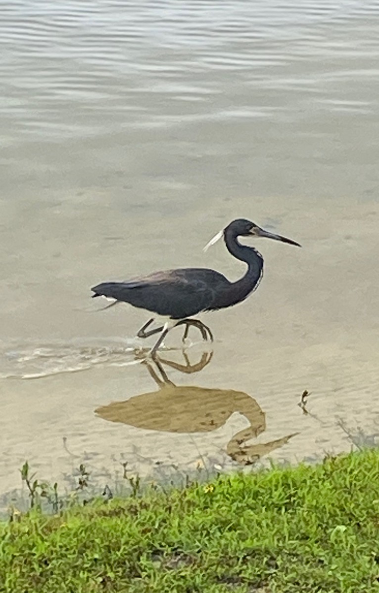 Tricolored Heron - Matthew Rees