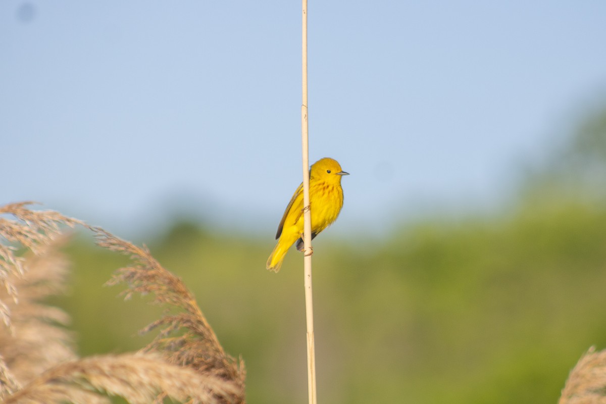 Yellow Warbler - Sergio Leyva