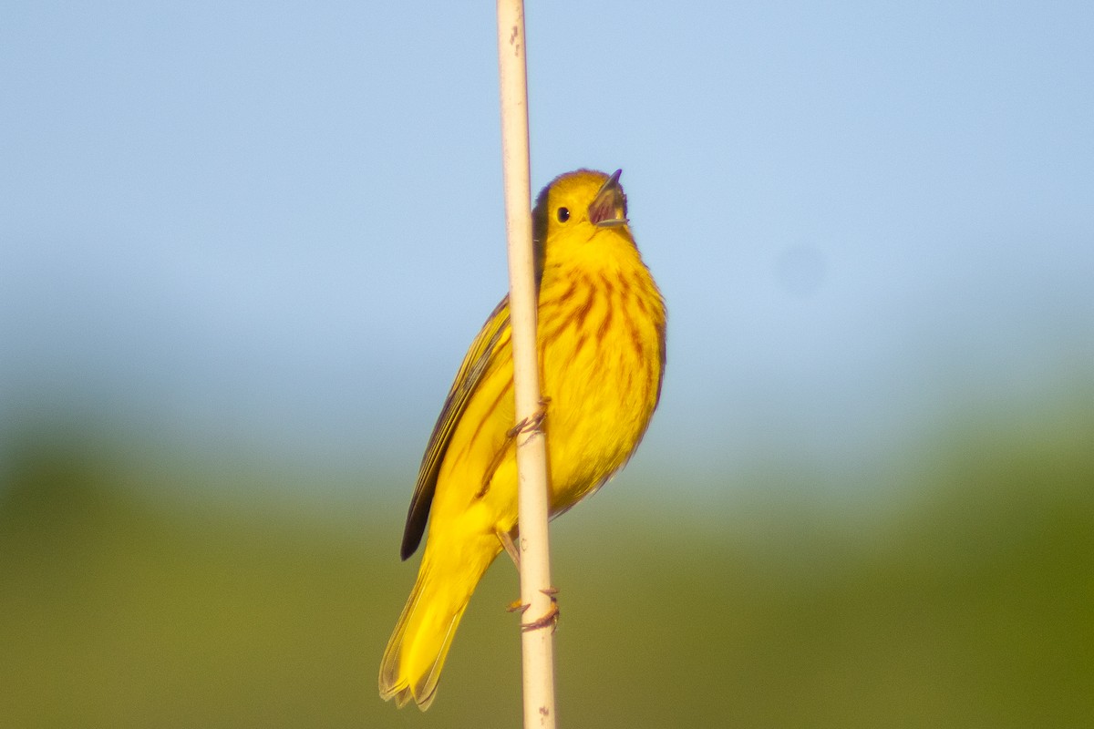 Yellow Warbler - Sergio Leyva