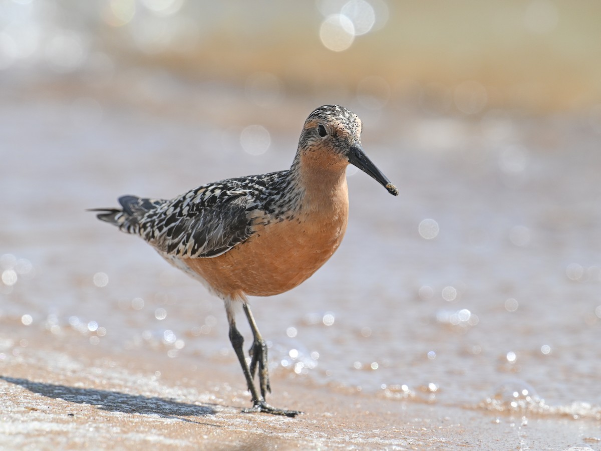 Red Knot - George Chiu