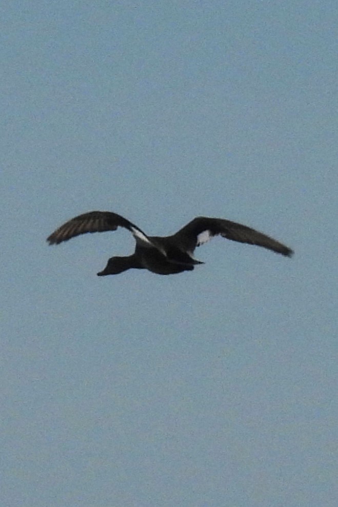 Gadwall - Larry Gaugler