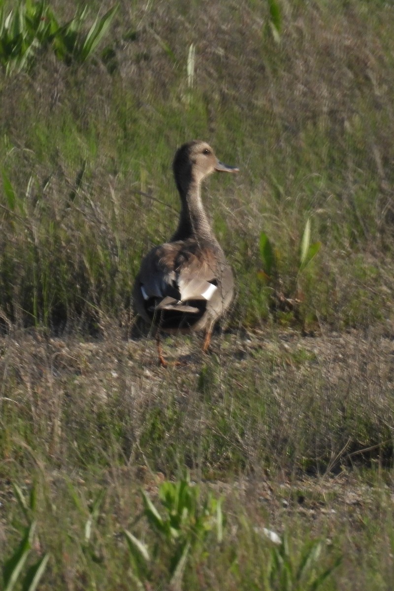 Gadwall - Larry Gaugler