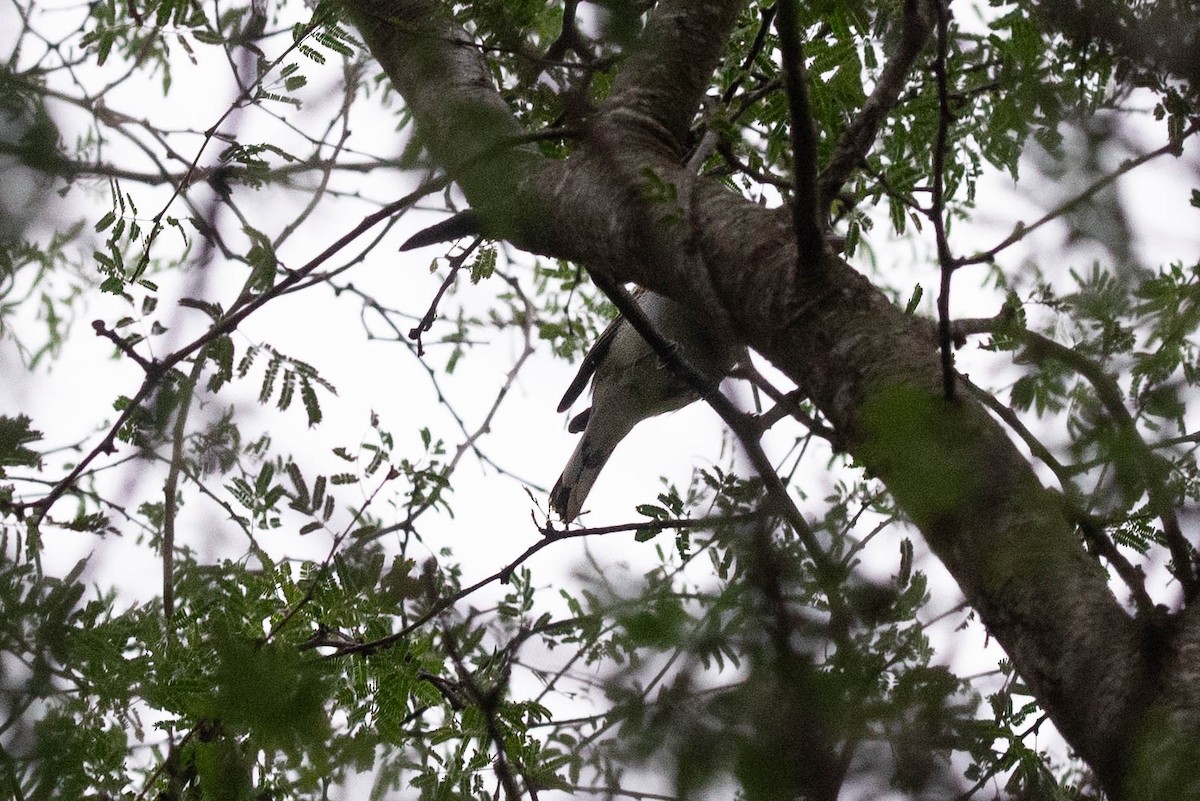 Gray-collared Becard - ML619570338