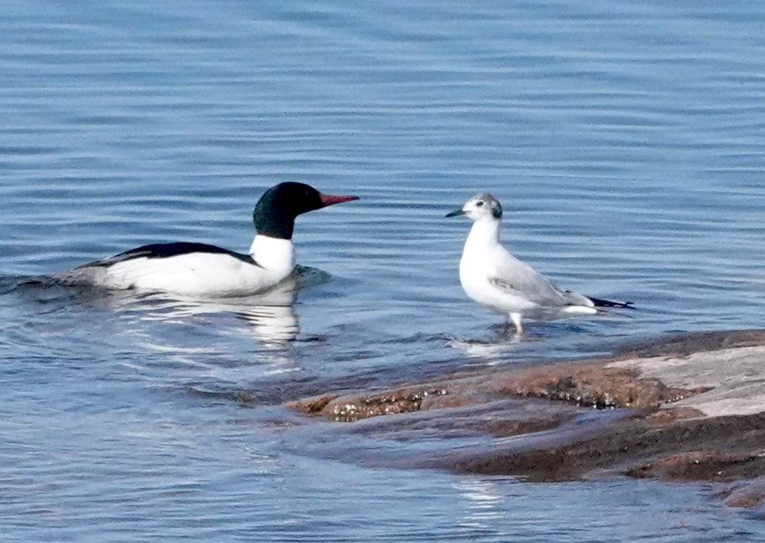 Bonaparte's Gull - ML619570341