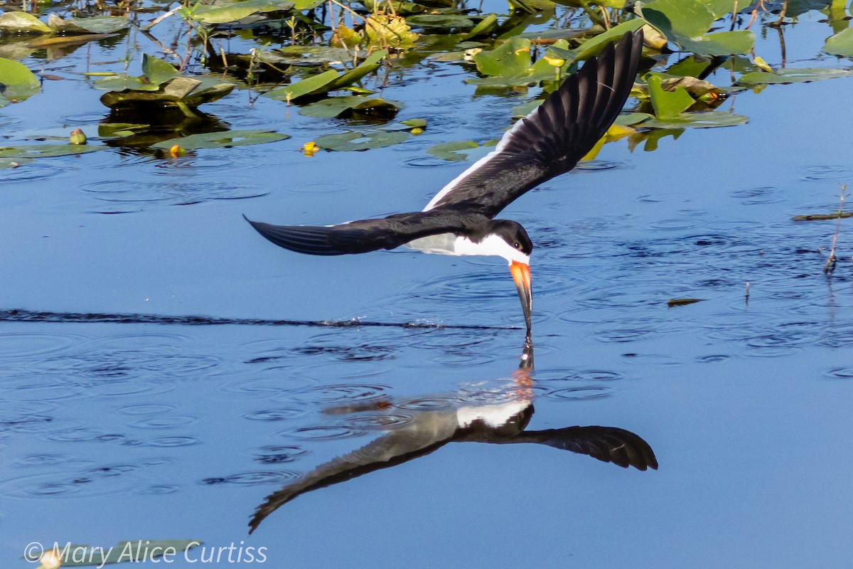 Black Skimmer - Mary Alice Curtiss