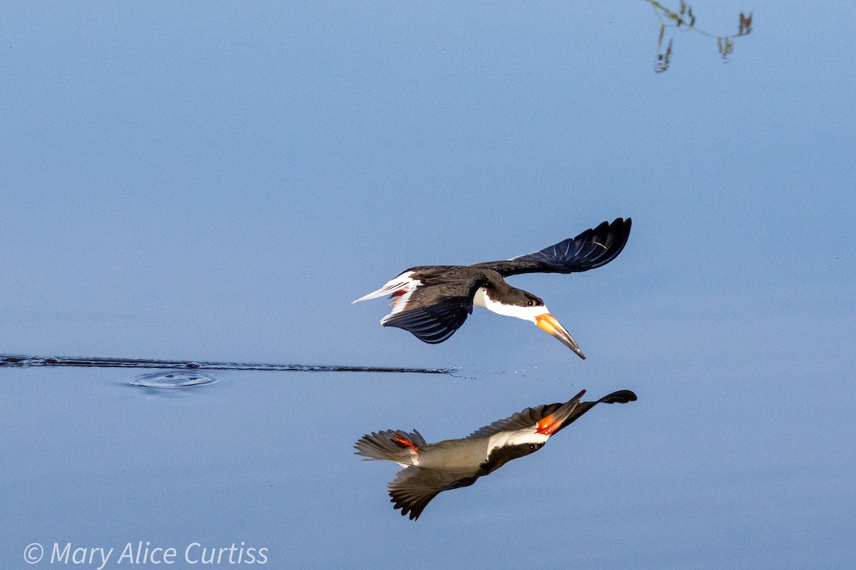 Black Skimmer - Mary Alice Curtiss