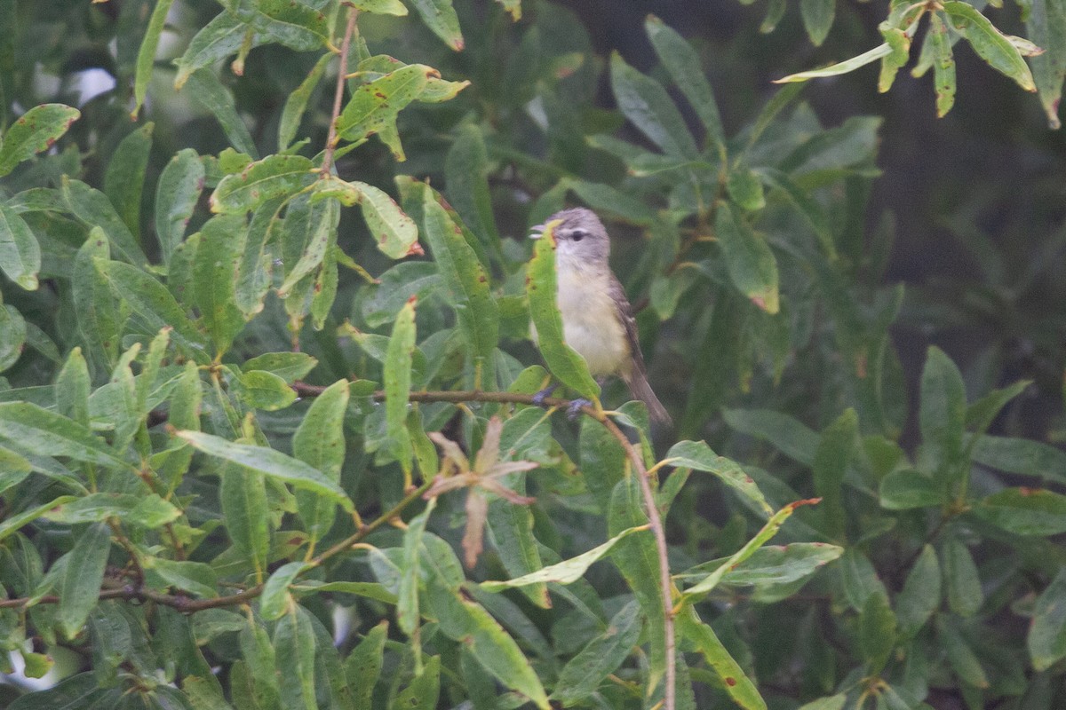 Bell's Vireo - ML619570351