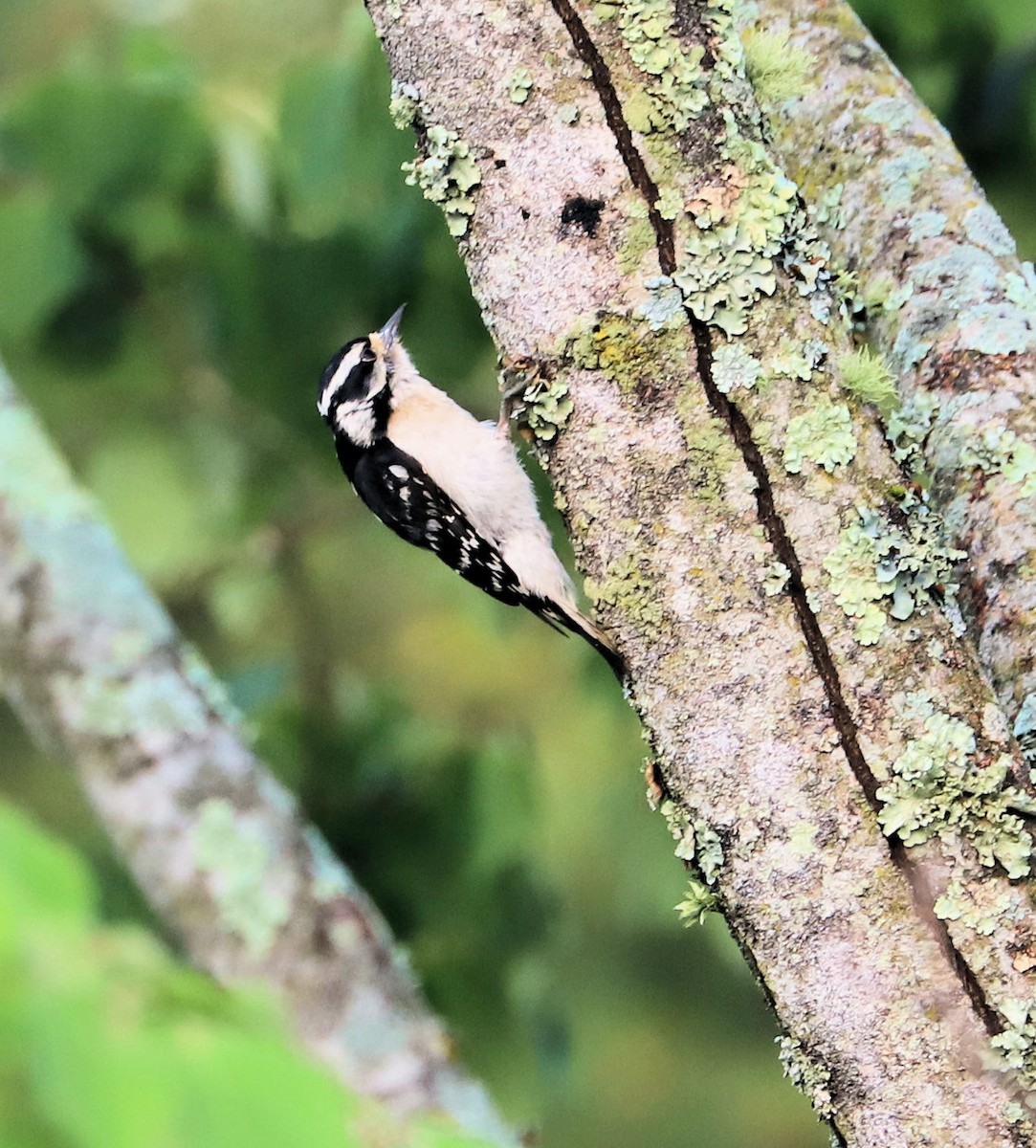 Downy Woodpecker - DICK GRUBB