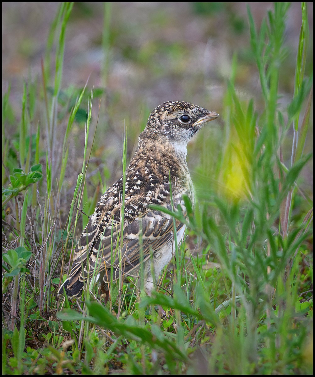 Horned Lark - Jim Emery