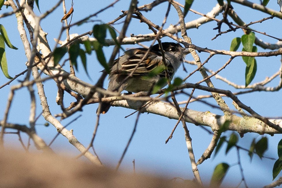 Gray-collared Becard - ML619570364