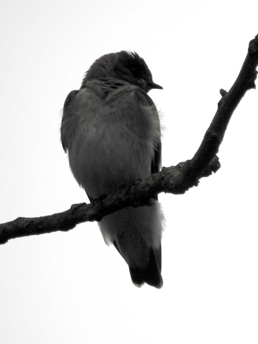Northern Rough-winged Swallow - Karen Zeleznik