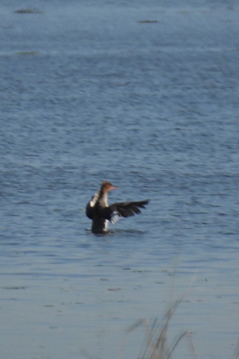 Red-breasted Merganser - ML619570373