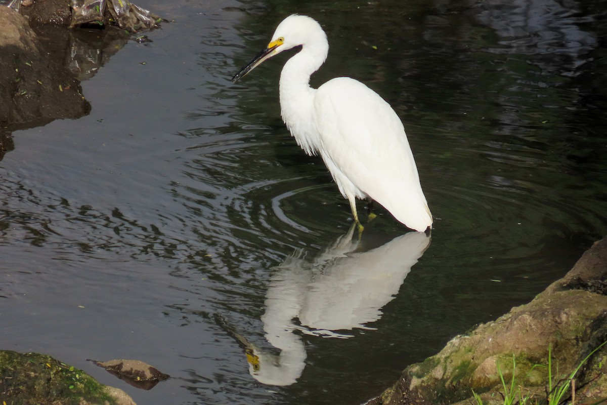 Snowy Egret - ML619570377