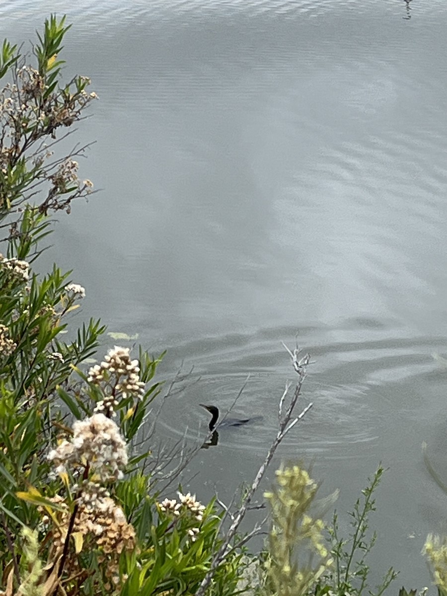 Double-crested Cormorant - Nick Krolikowski