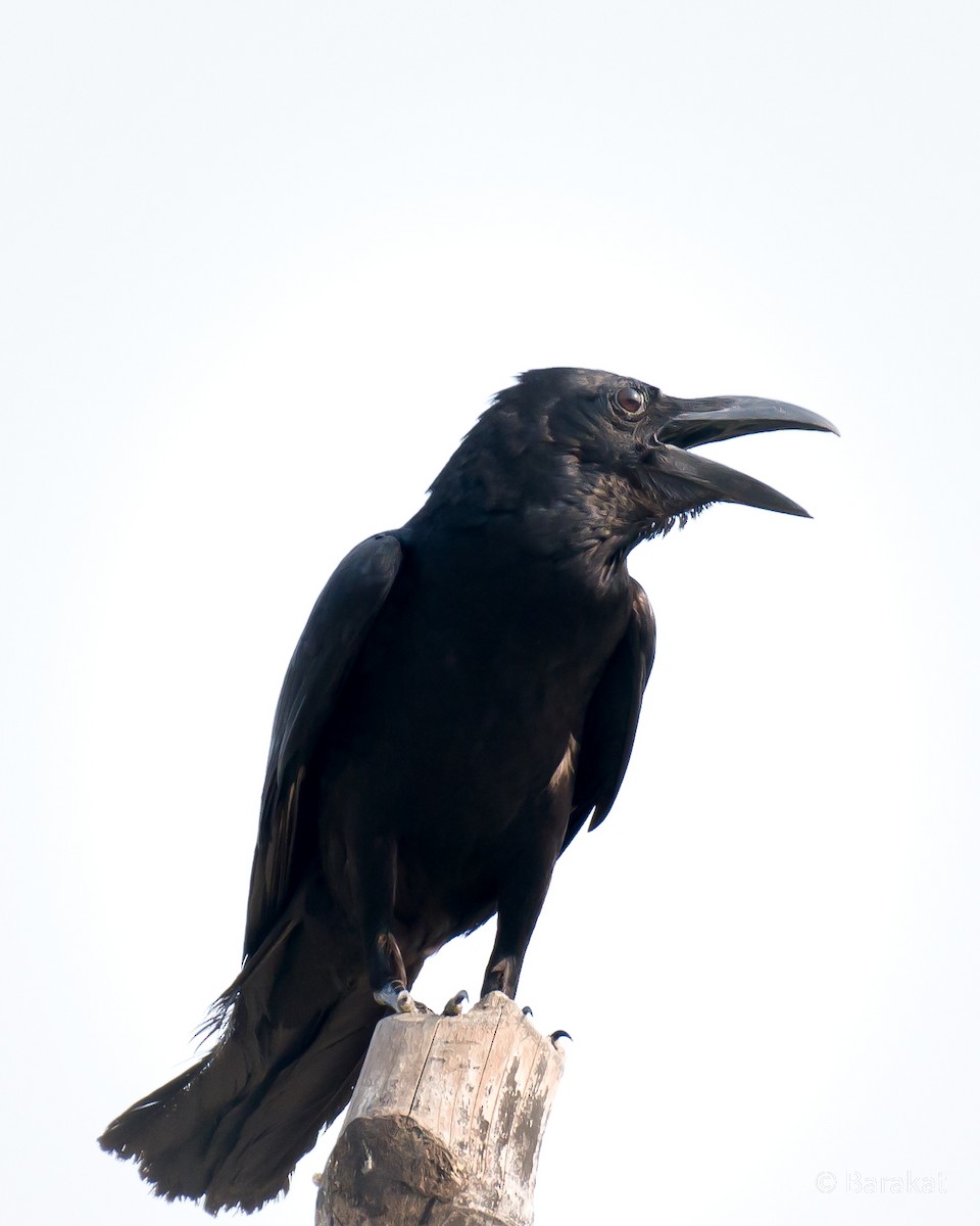 Large-billed Crow - Munshi Abul Barakat