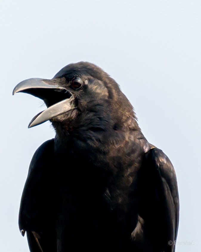 Large-billed Crow - Munshi Abul Barakat