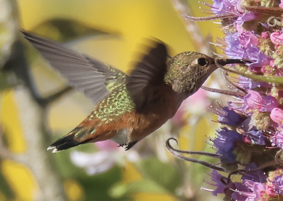 Allen's Hummingbird - Gretchen Framel