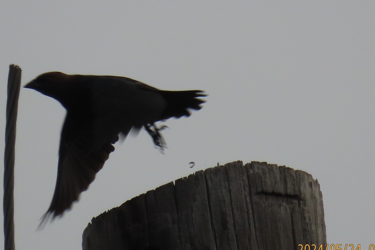 Brown-headed Cowbird - Lucy Flanagan