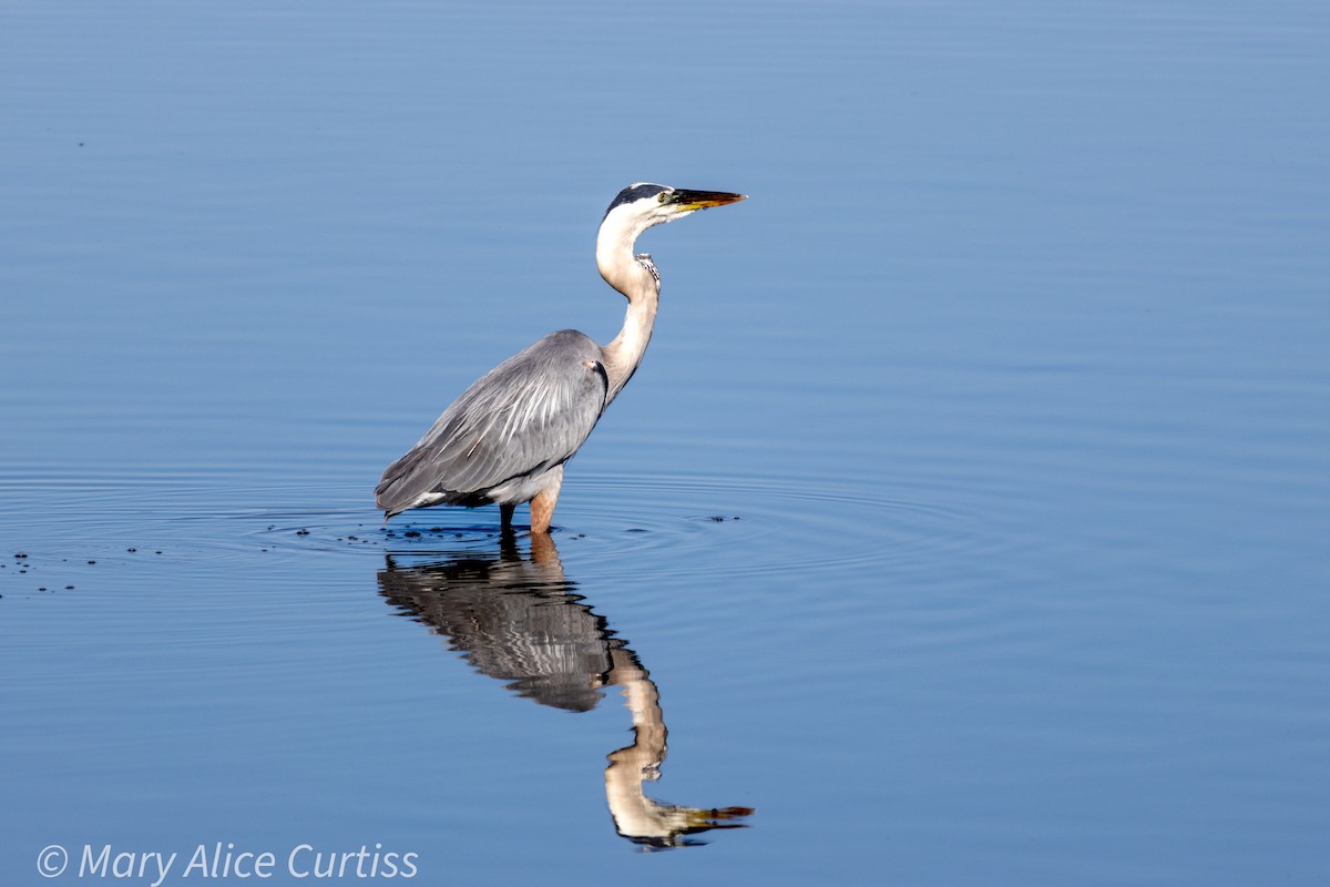 Great Blue Heron - ML619570387