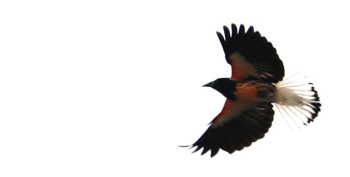 Red-winged Blackbird - Walter Thorne