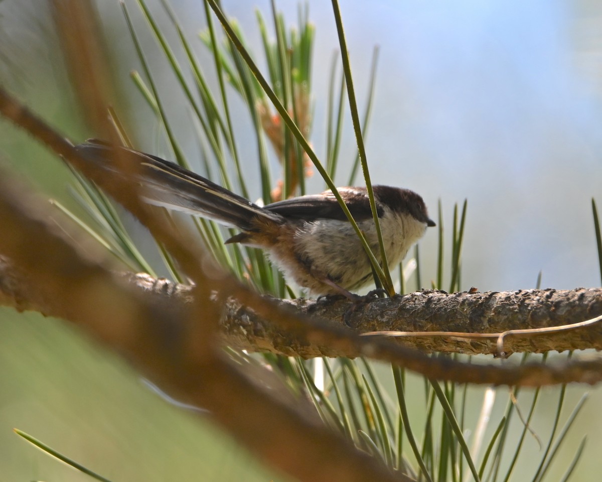 Long-tailed Tit - Jake Shorty