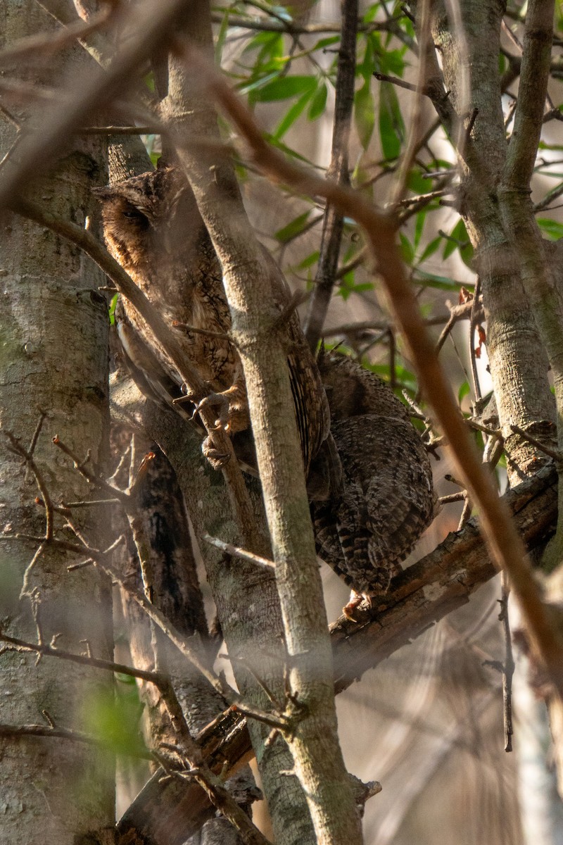 Middle American Screech-Owl (Middle American) - Grienenberger Martin