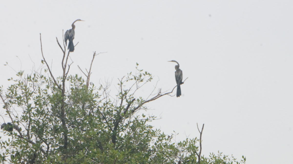 anhinga indomalajská - ML619570405