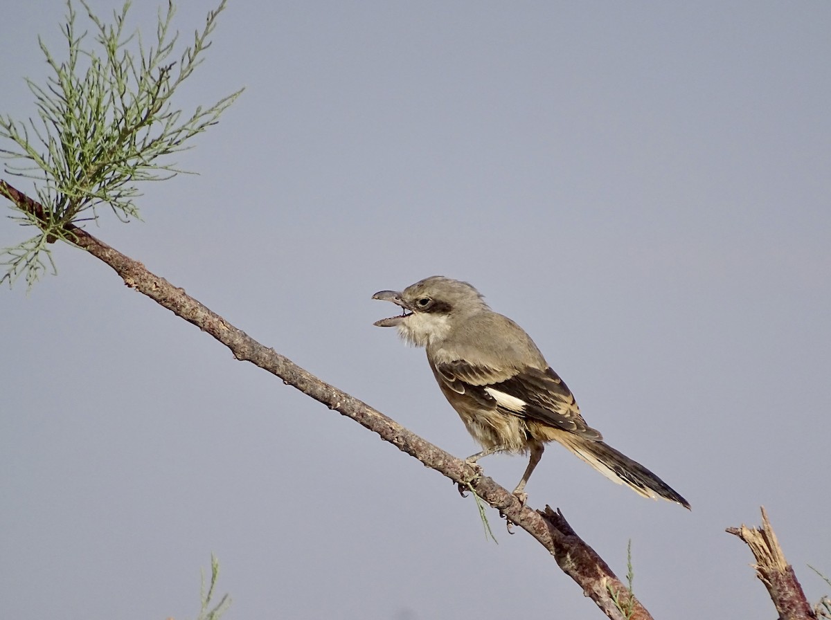 Great Gray Shrike (Sahara) - Léo-Paul Godderis 🦜