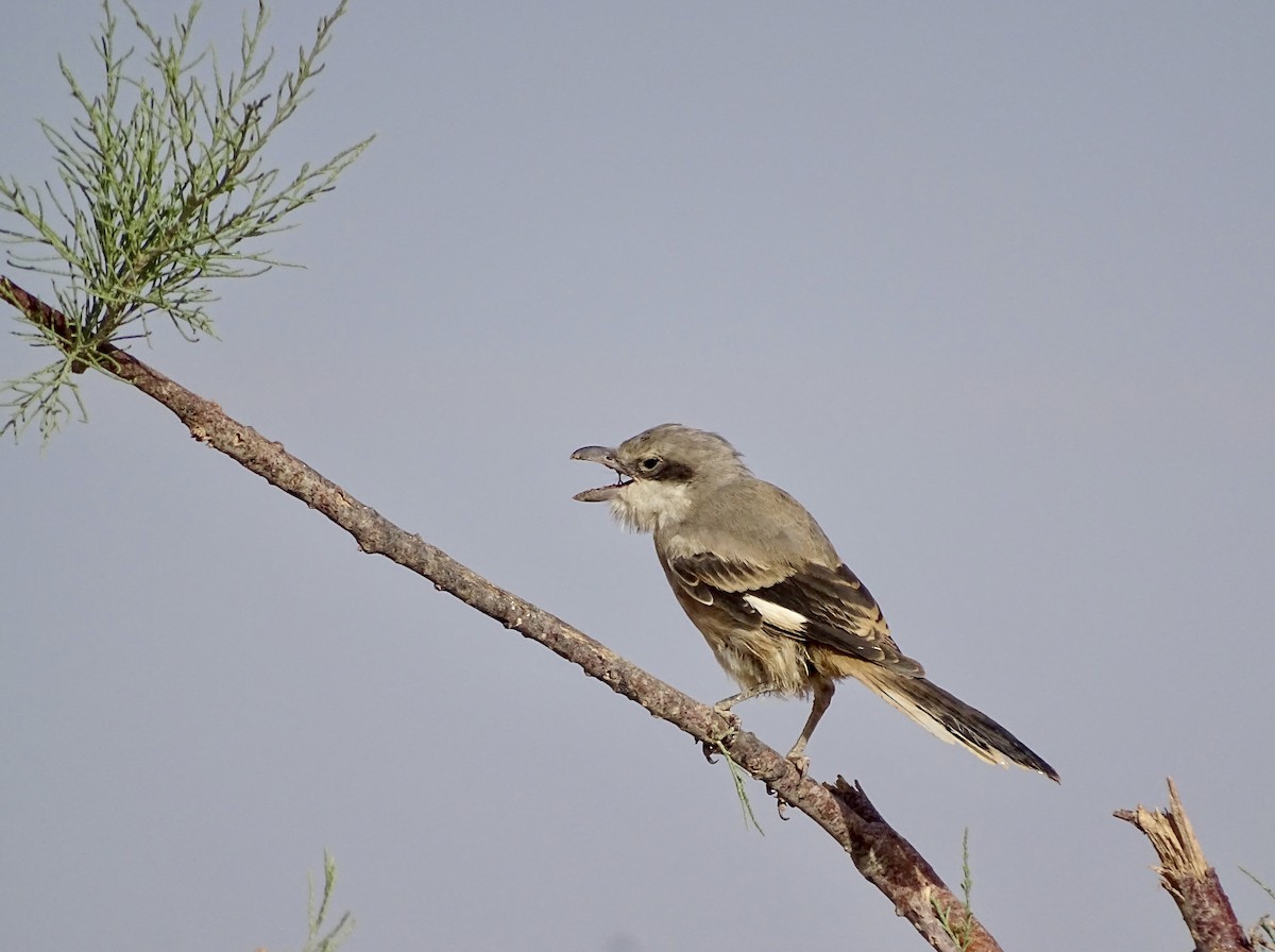 Great Gray Shrike (Sahara) - ML619570418