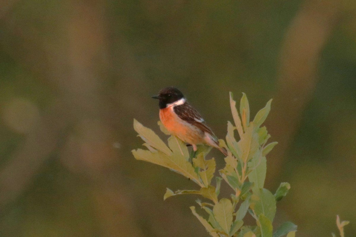 European Stonechat - Jan Roedolf