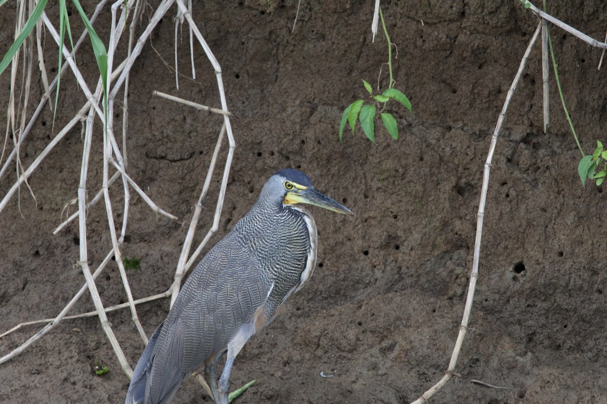 Bare-throated Tiger-Heron - allie bluestein