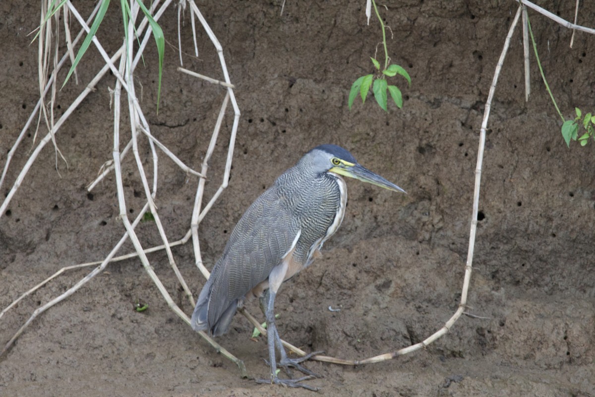 Bare-throated Tiger-Heron - allie bluestein