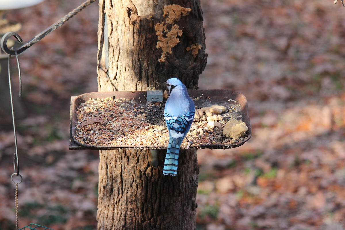 Blue Jay - Linda Belssner, cc