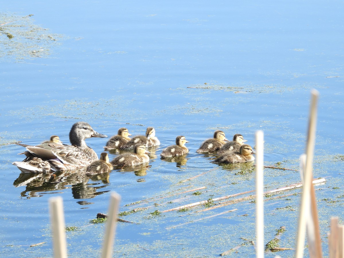 Mallard - ML619570441