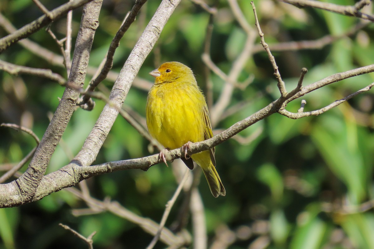 Saffron Finch - ML619570442