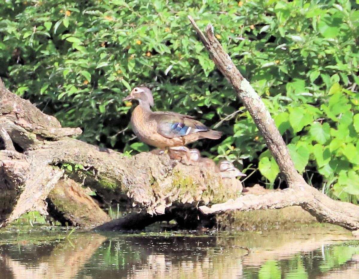 Wood Duck - DICK GRUBB