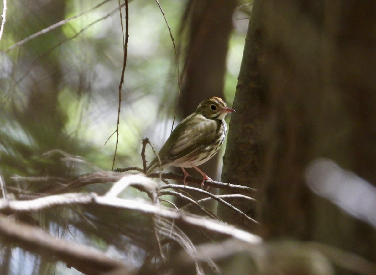 Ovenbird - Jennifer MacAulay