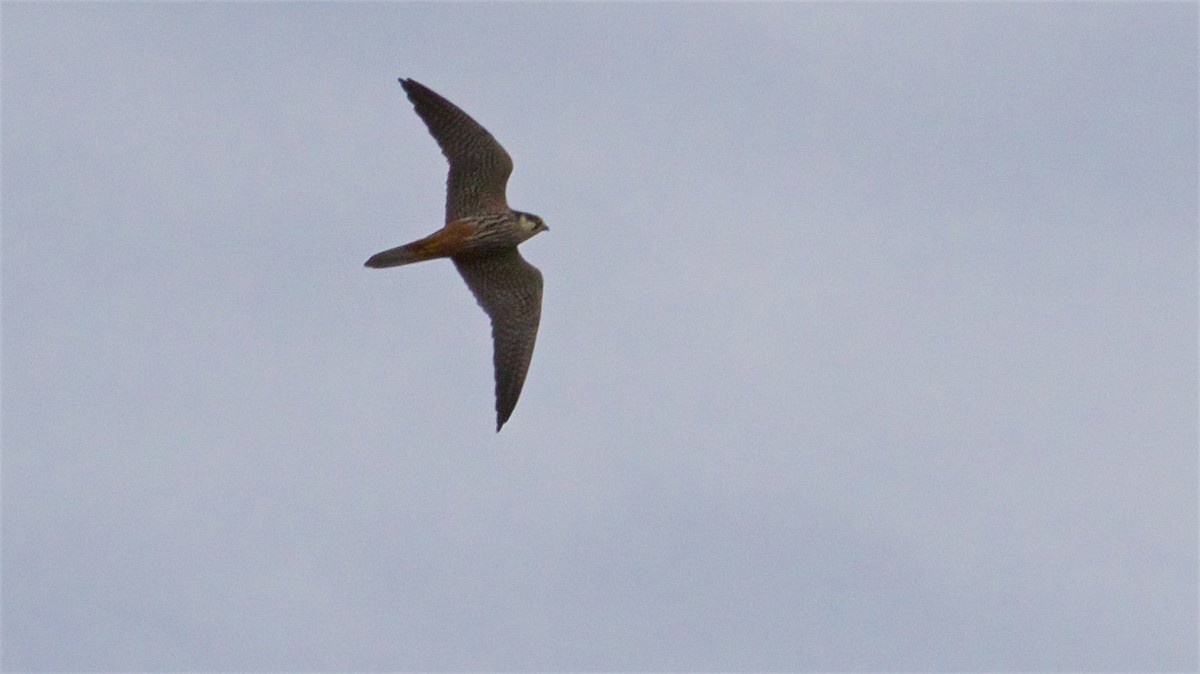 Eurasian Hobby - Ed Harper