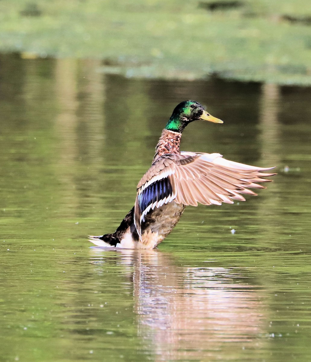 Mallard - ML619570458