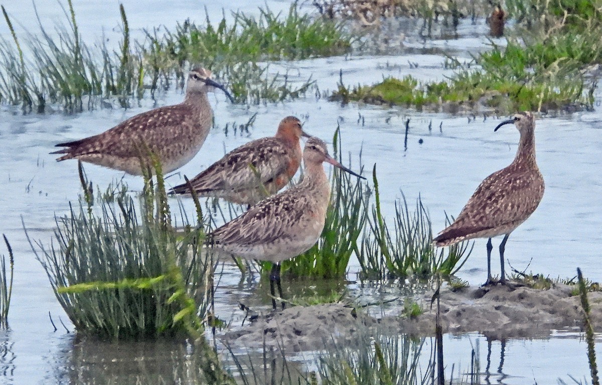 Bar-tailed Godwit - Jock McCracken