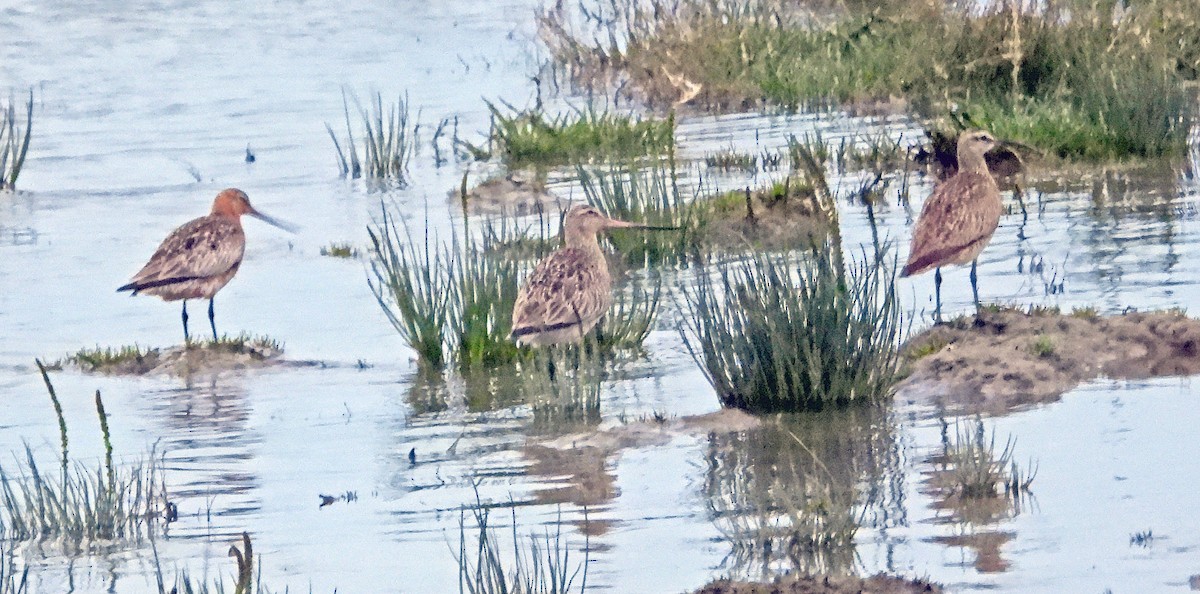 Bar-tailed Godwit - Jock McCracken