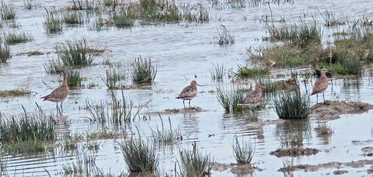 Bar-tailed Godwit - Jock McCracken