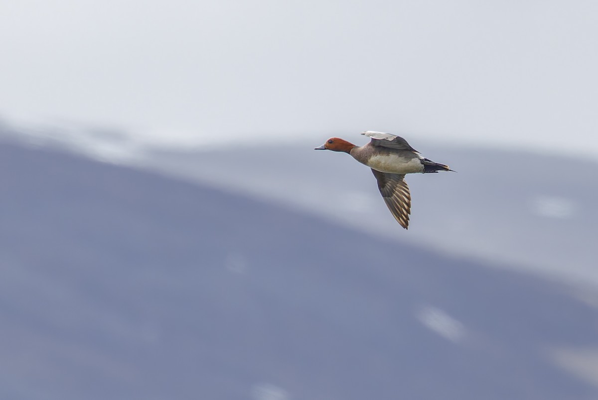 Eurasian Wigeon - Vitor Gonçalves