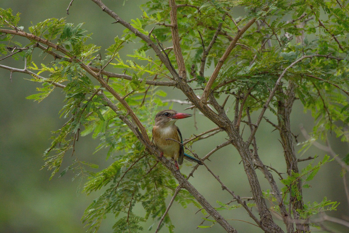 Brown-hooded Kingfisher - Nico Visser