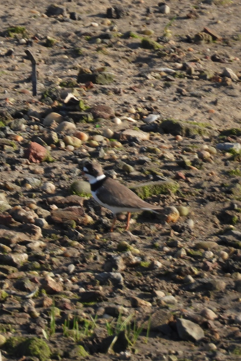 Semipalmated Plover - Larry Gaugler