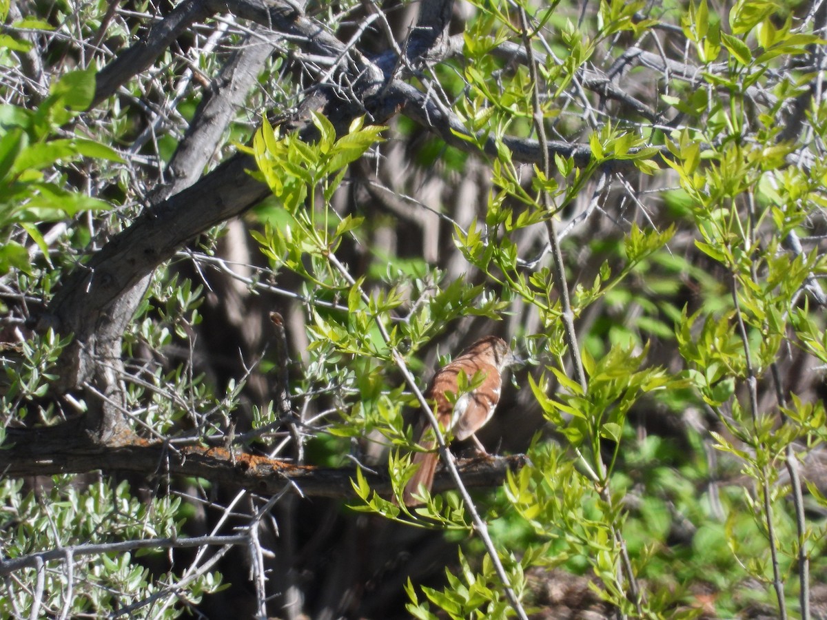 Brown Thrasher - Gerard Nachtegaele