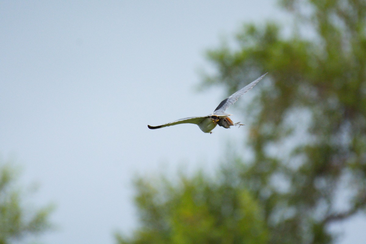 Black-winged Kite - Nico Visser