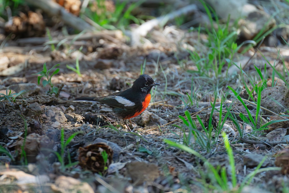 Painted Redstart - Hiromi Karagiannis