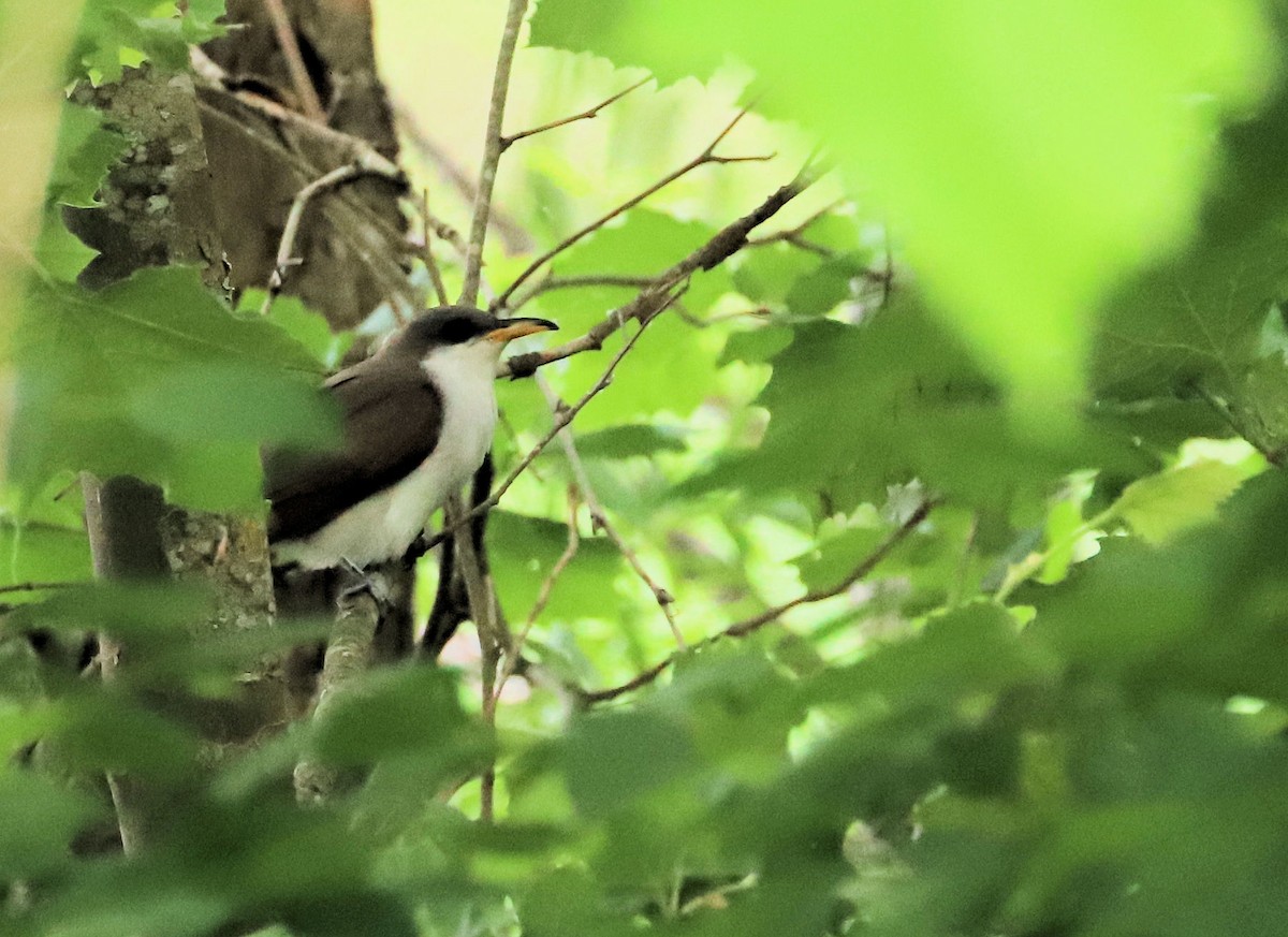 Yellow-billed Cuckoo - ML619570478